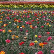 よく整備された公園でいろいろなチューリップを楽しめる