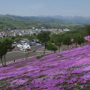 丘が芝桜に覆われている感じ