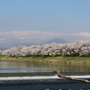 白石川堤の一目千本桜の写真スポット