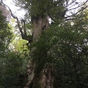 科学的には最も古い杉