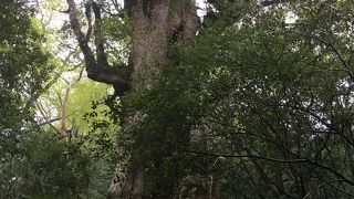 科学的には最も古い杉