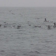 オオミズナギドリの群れ