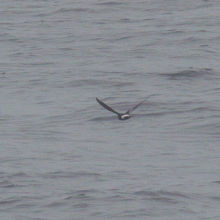 珍鳥アシナガウミツバメ 