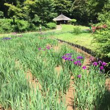 花菖蒲が綺麗でした。