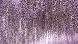 カーテンのように一面に広がる藤が美しい