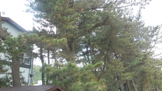 松林と弁天島をお散歩