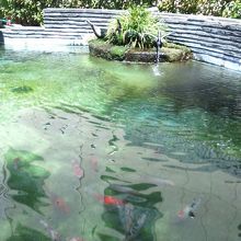 小林公園の足湯の隣の池