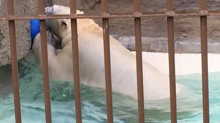 寒いのがホッキョクグマは好き