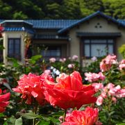 薔薇が咲くころには、是非！