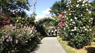 長野県中野市の一本木公園で例年５月～６月に開催されます開催
