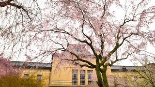 中庭の桜