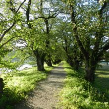 川沿いの桜並木