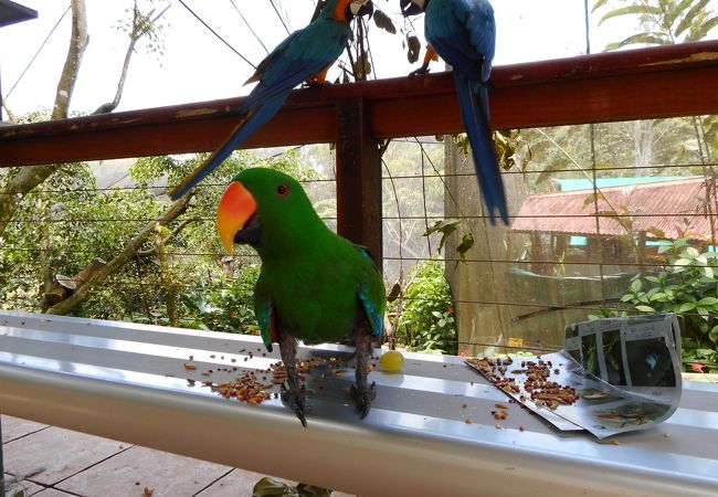 鳥とのふれあいはコアラに次ぐ思い出！
