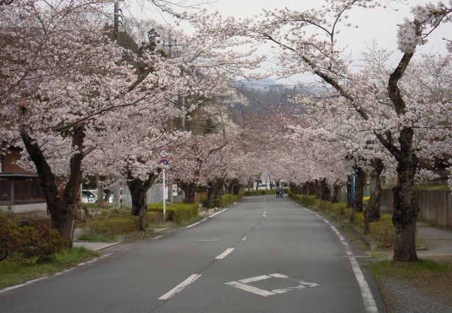 長瀞桜並木 クチコミ アクセス 営業時間 長瀞 フォートラベル 長瀞桜並木 クチコミ アクセス 営業時間 長瀞 フォートラベル