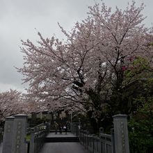 墓地の方へ渡る小橋と桜。