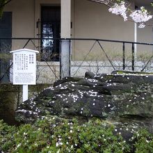 血染めの石に散る桜。