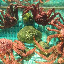 いけすにはカニがいます