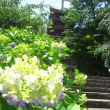 アジサイの見ごろは6月中旬以降