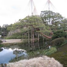 雪吊の写真をもう一枚！