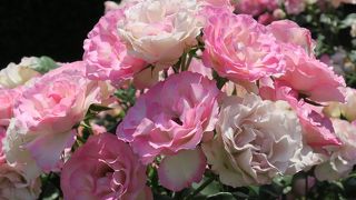 新宿御苑のローズガーデン☆