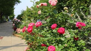 みなとガーデンメイン会場のひとつです