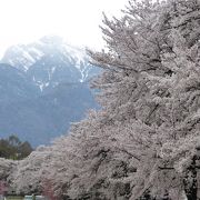 甲斐駒ケ岳を背景に見る満開の桜並木