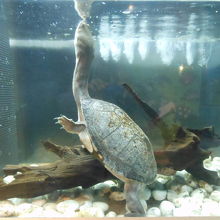 ジーベンロックナガクビガメ（インドネシア他）