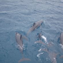 イルカウオッチングします