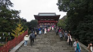 2代目イチョウも育っていました