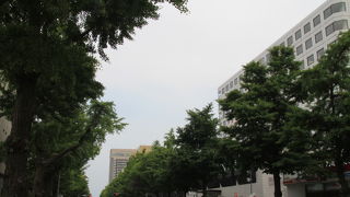 新緑のイチョウ並木