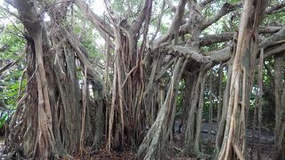 １５分程度で散策可能。大きなガジュマルでびっくりします。