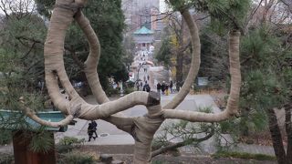 思わず笑ってしまうくらい見事。