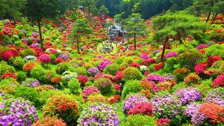 こんな見事なつつじは見たことがありません