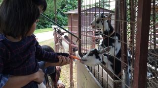 動物がたくさん