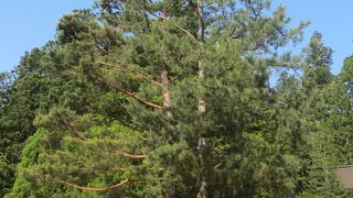 ロマンが感じられる松です