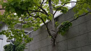 青々としてます