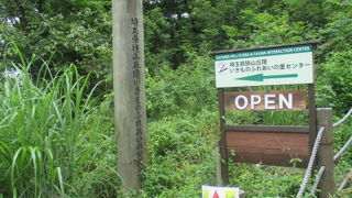 昆虫の標本を見ると子供のころを思い出します。