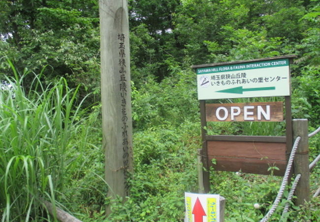 昆虫の標本を見ると子供のころを思い出します。