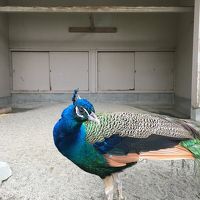 クジャクやうさぎ、鳩や烏骨鶏が飼われていました