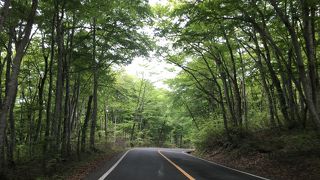 ブナ原生林の中を走ります
