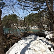 雪が残る探勝路