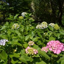 色々な色があります。