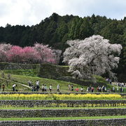 アクセスが不便だが、周囲の景観含め見事な桜