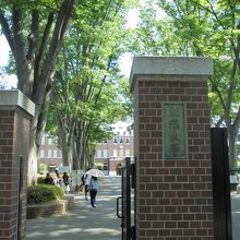 大学正門からはさらに西側に並木が続きます