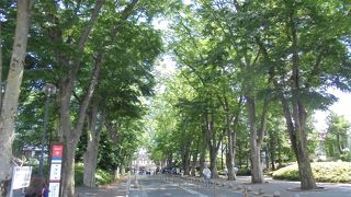 緑の木陰をつくる欅並木（成蹊学園ケヤキ並木）