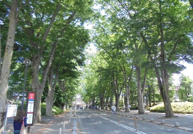 成蹊学園ケヤキ並木 クチコミ アクセス 営業時間 吉祥寺 三鷹 フォートラベル