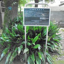 境内の吉祥寺ウド