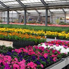 そばにある板取フラワーパーク