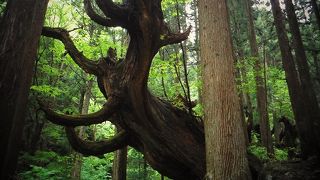 巨大な株杉、圧巻の光景