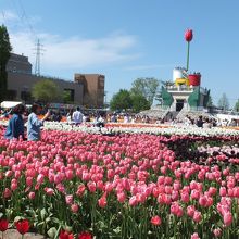 となみチューリップフェア